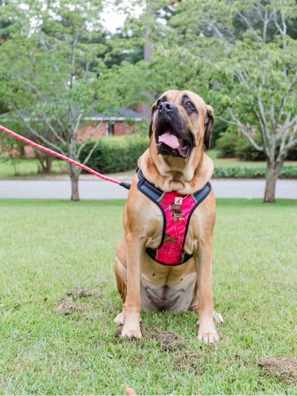 Doggy Tales crafted from